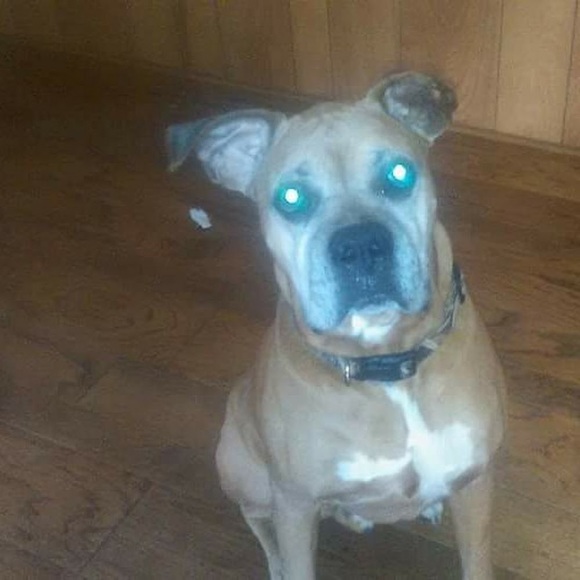 Meet your Posher, Jamie - Picture 1 of 1